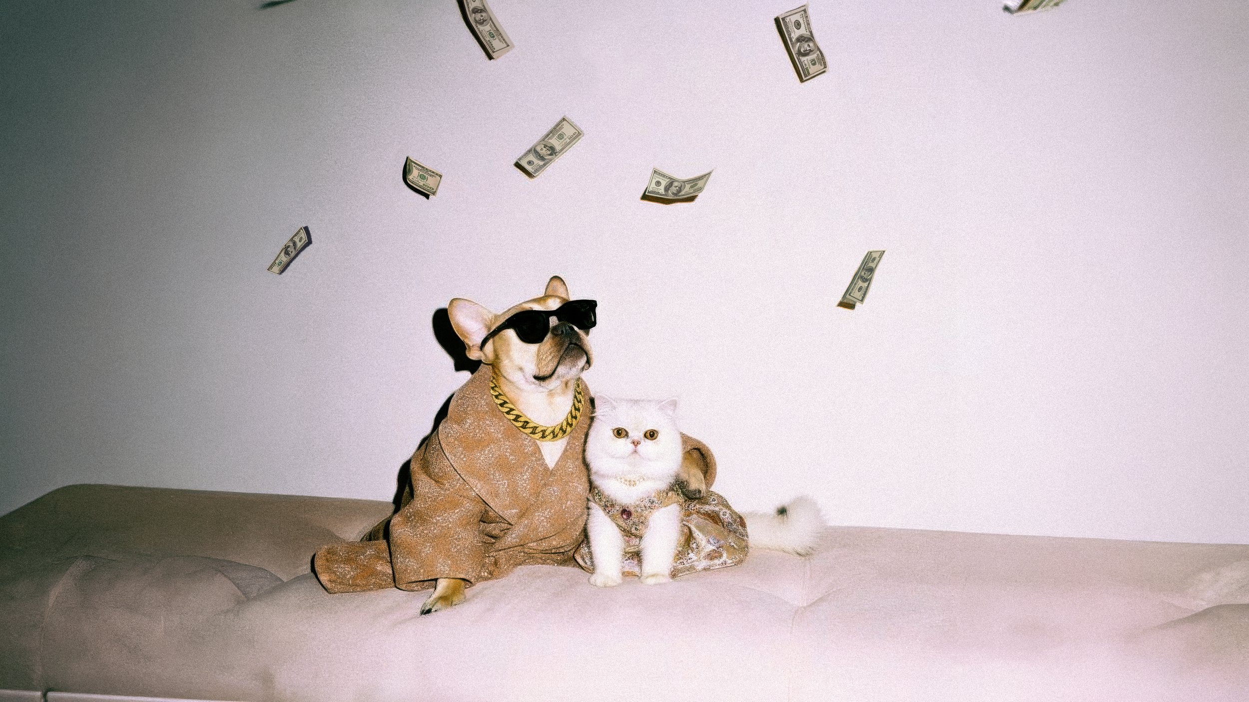 Dicey-Photos-Dog-Hef.jpg