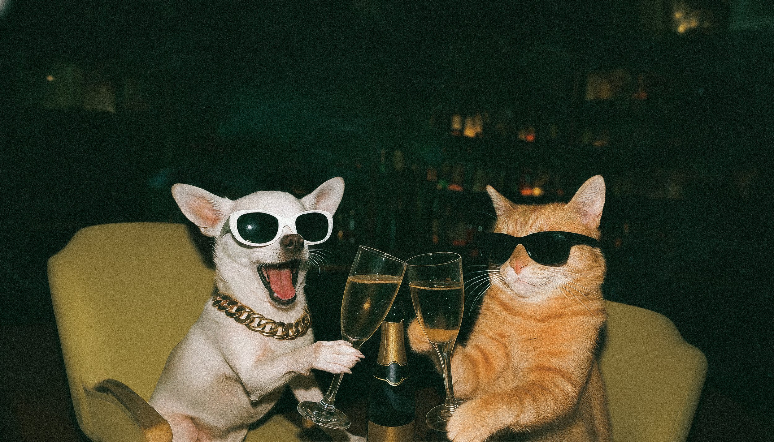 Dicey-Photos-Cat-Dog.jpg
